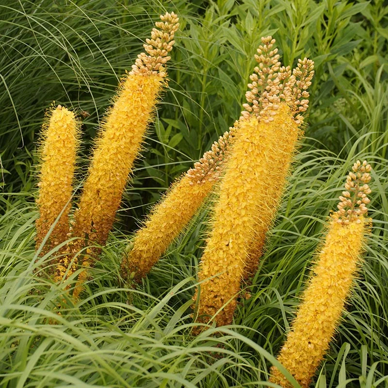 Foxtail Lily Colorful Mix ‘Erfo’ Seeds