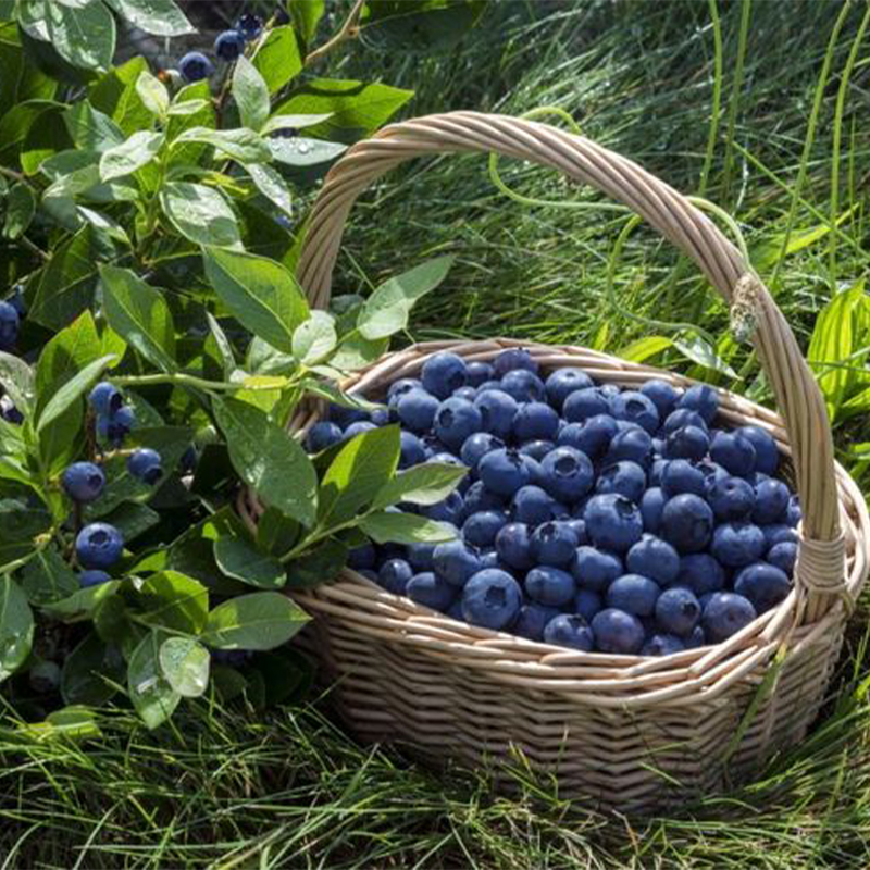 Sweet High Bush Blueberry Tree Seeds
