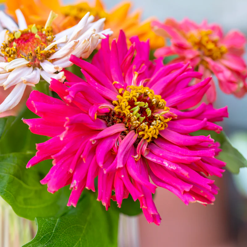 Cactus Mix Zinnia Seeds