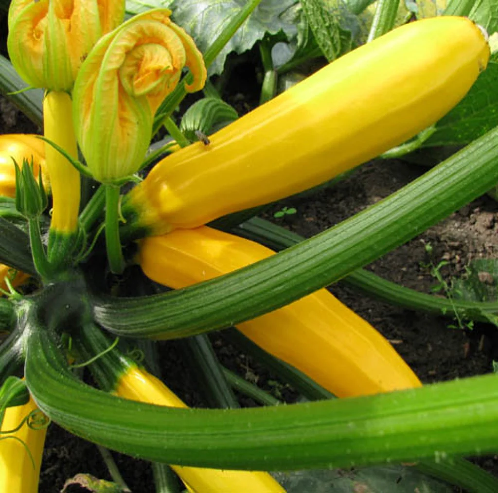 Squash Gold Rush F1