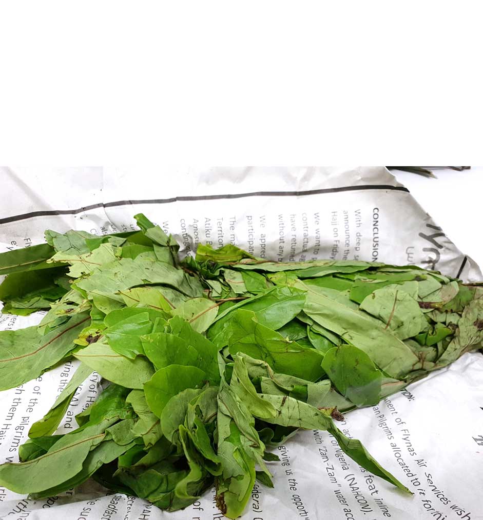 Fresh Oha Leaves Bunch (Please Read Notice Before Purchasing This Product)