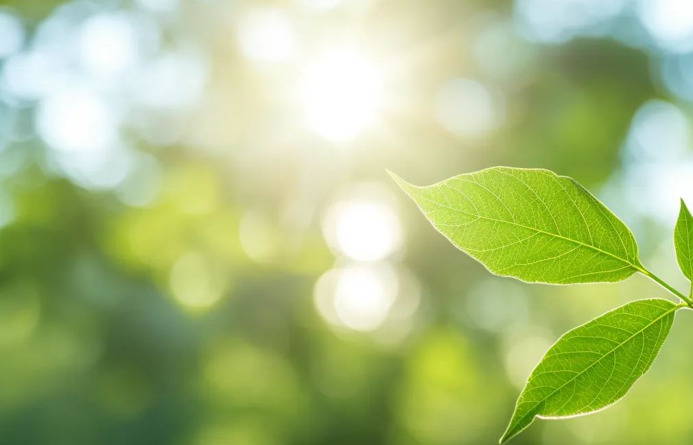 Awaken Dream 如梦初醒