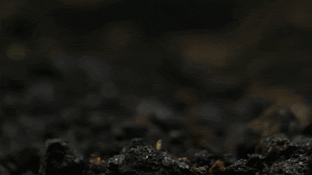 🔥🌱 Nasiona trawy karłowej zimozielonej na cztery pory roku🌾 | Stwórz swój idealny trawnik tutaj🌼