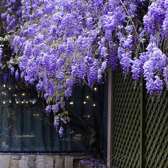 🌸WISTERIA - PIĘKNO KASKADOWE OGRODU PRZEZ CAŁY ROK