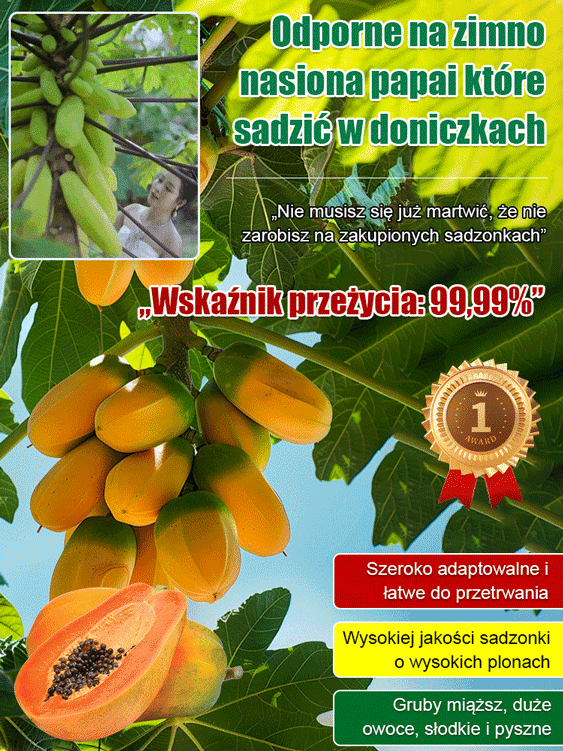 Mrozoodporne nasiona papai mlecznej o cienkiej skórce i słodkim miąższu, nadające się do uprawy w do