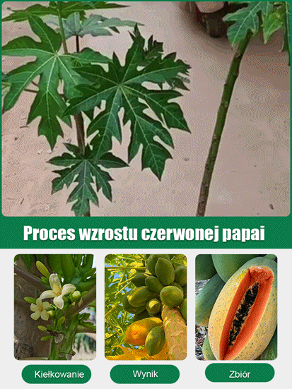 Mrozoodporne nasiona papai mlecznej o cienkiej skórce i słodkim miąższu, nadające się do uprawy w do