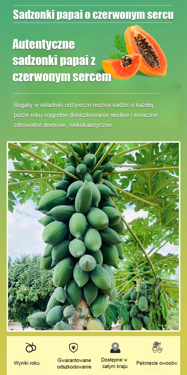 Mrozoodporne nasiona papai mlecznej o cienkiej skórce i słodkim miąższu, nadające się do uprawy w do