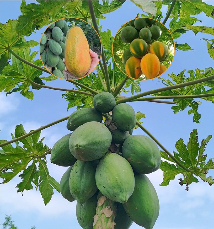 Mrozoodporne nasiona papai mlecznej o cienkiej skórce i słodkim miąższu, nadające się do uprawy w do