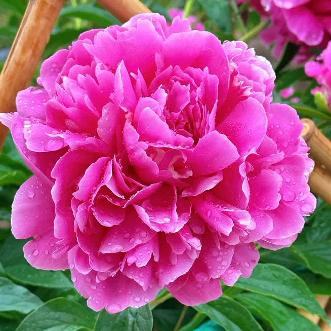 🌺KRÓLOWA KWIATÓW – PODWÓJNE PŁATKI PIANI