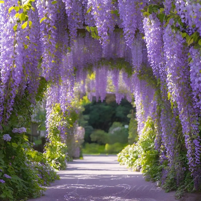 🌸WISTERIA - PIĘKNO KASKADOWE OGRODU PRZEZ CAŁY ROK