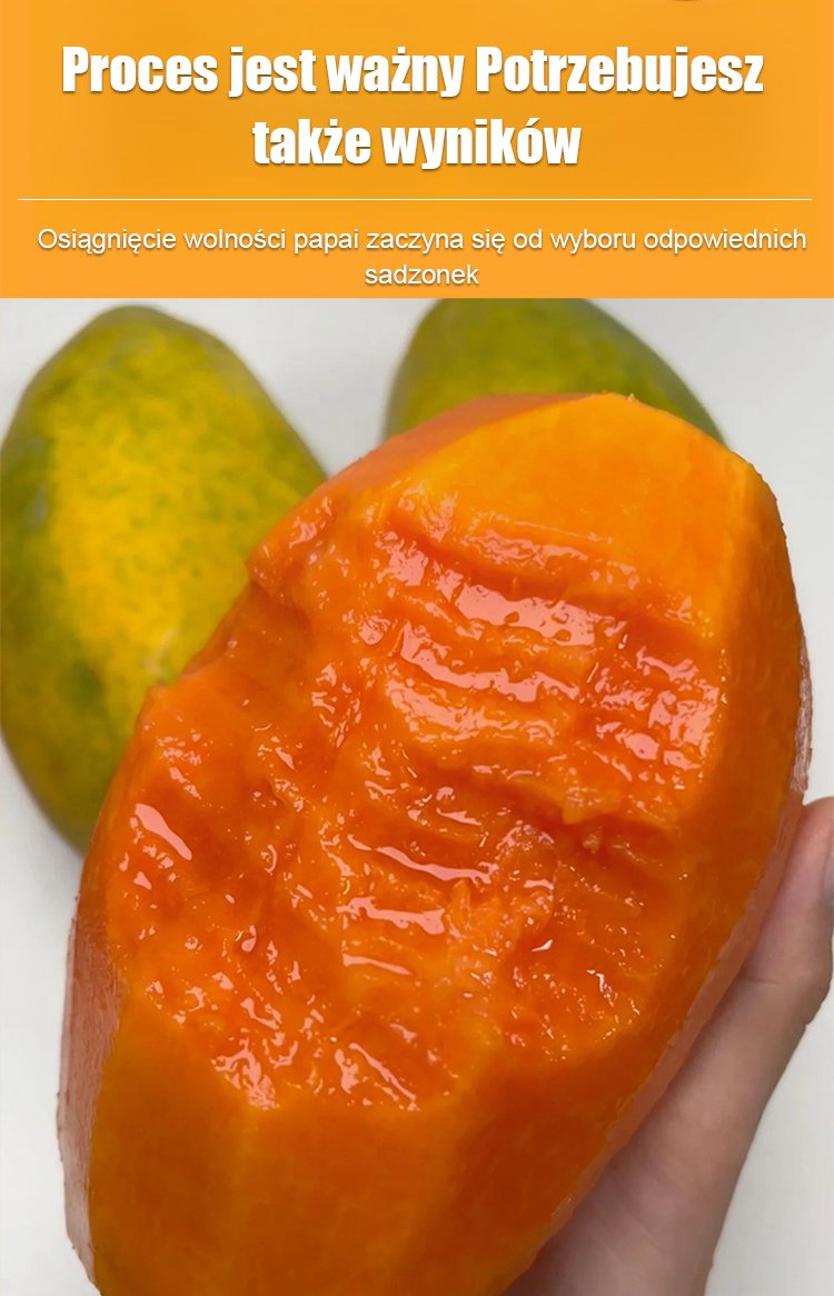 Mrozoodporne nasiona papai mlecznej o cienkiej skórce i słodkim miąższu, nadające się do uprawy w do