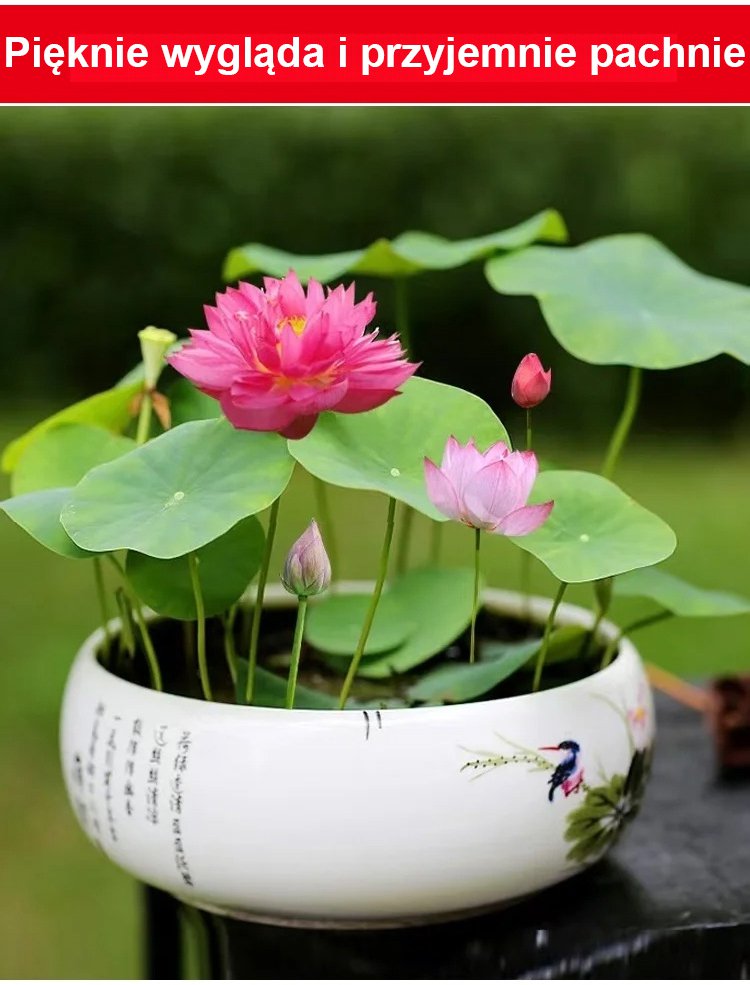 [Przeprowadzanie bogactwa] Nasiona ozdobnego lotosu wodnego