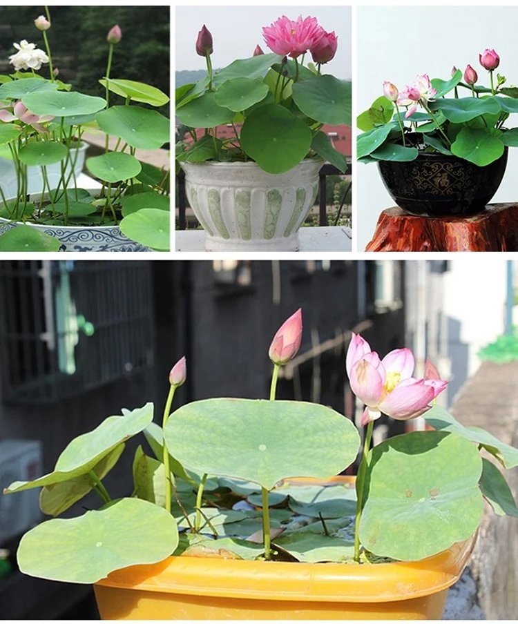 [Przeprowadzanie bogactwa] Nasiona ozdobnego lotosu wodnego