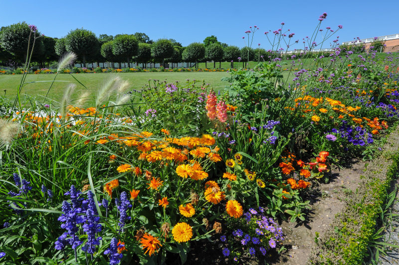 🔥Ostatni dzień wyprzedaży💝Mieszane nasiona kwiatów wieloletnich - ponad 60 rodzajów mieszanych