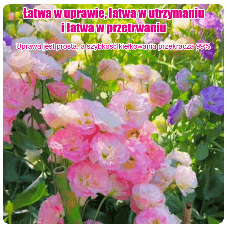 [Kwitnie nawet podczas mroźnej zimy] Nasiona lisianthus najwyższej jakości [Najniższe ceny w sieci] Limitowany czas na zakupy, 80% zniżki!!! Niespodzianka czeka na Ciebie!