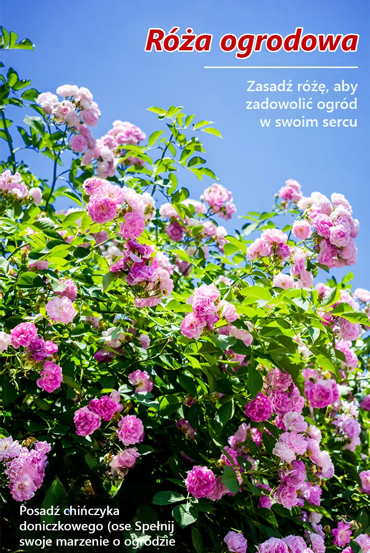 Całoroczne kwitnienie nasiona róż pnących Zanurz się w romantycznym morzu róż！  Gwarancja 100% satysfakcji