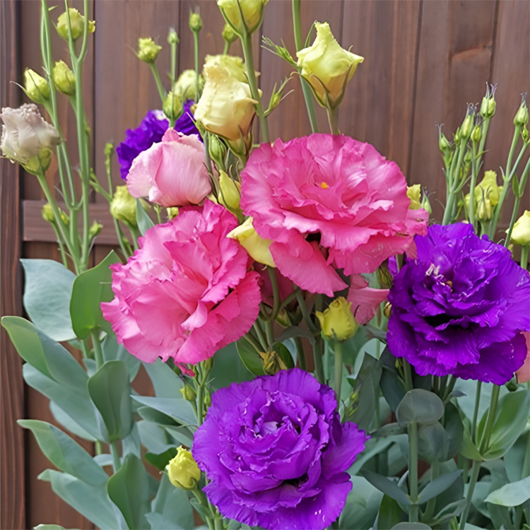 [Kwitnie nawet podczas mroźnej zimy] Nasiona lisianthus najwyższej jakości [Najniższe ceny w sieci] Limitowany czas na zakupy, 80% zniżki!!! Niespodzianka czeka na Ciebie!