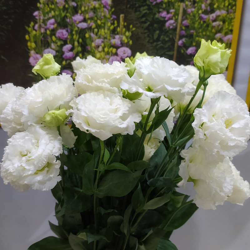 Eustoma bezkolcowa róża💐Lisanthus nasiona