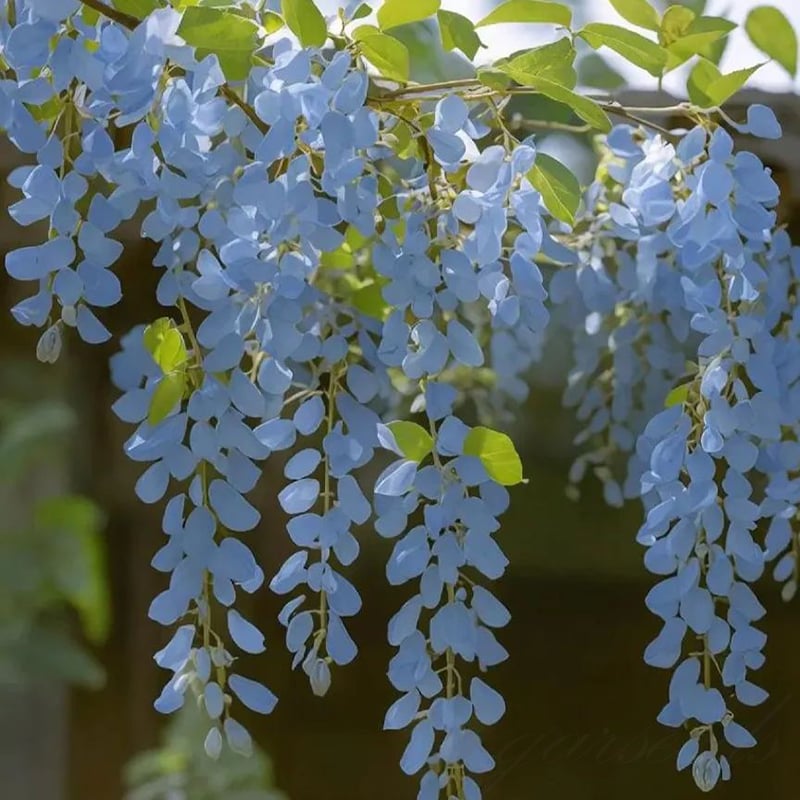 🌸WISTERIA - PIĘKNO KASKADOWE OGRODU PRZEZ CAŁY ROK