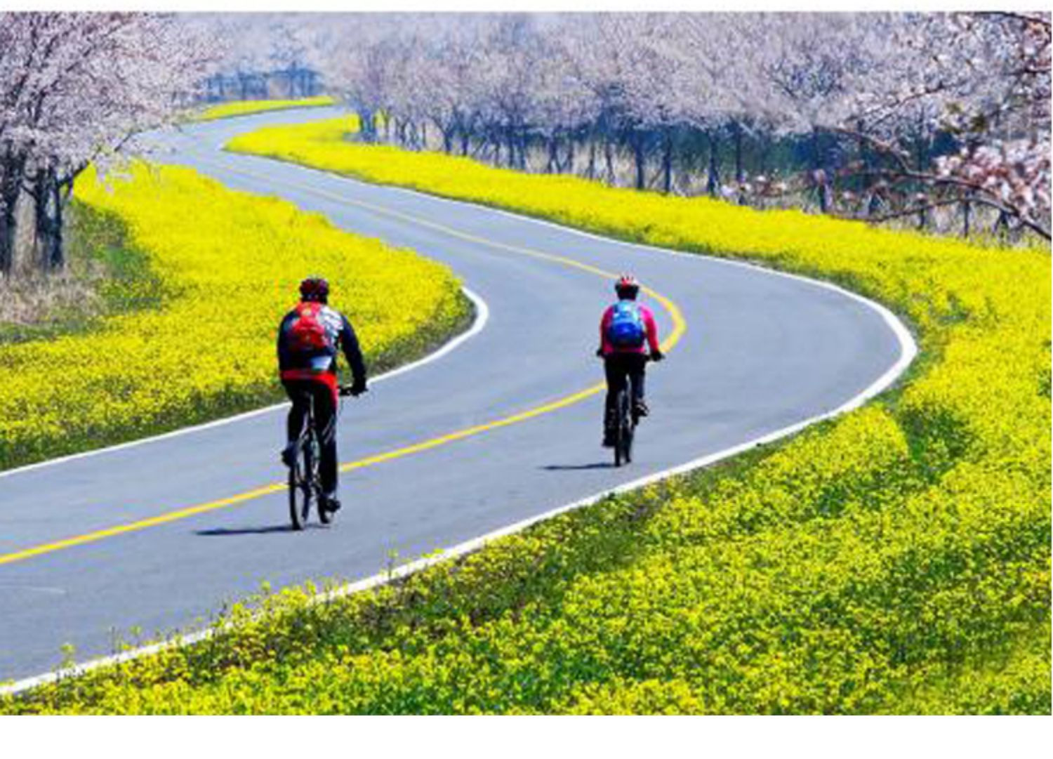 Rzepak ozdobny rzepak jesienny siew droga krajobraz kwiat morze odporny na zimno sadzenie przez cztery pory roku wysokowydajny olej tłoczenie nasion