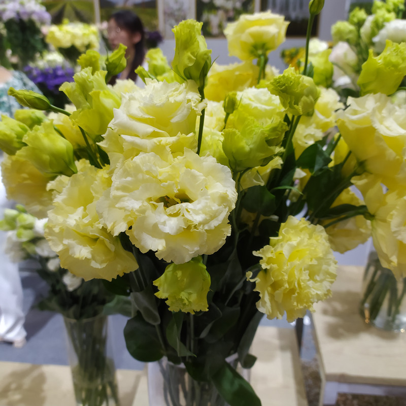 Eustoma bezkolcowa róża💐Lisanthus nasiona