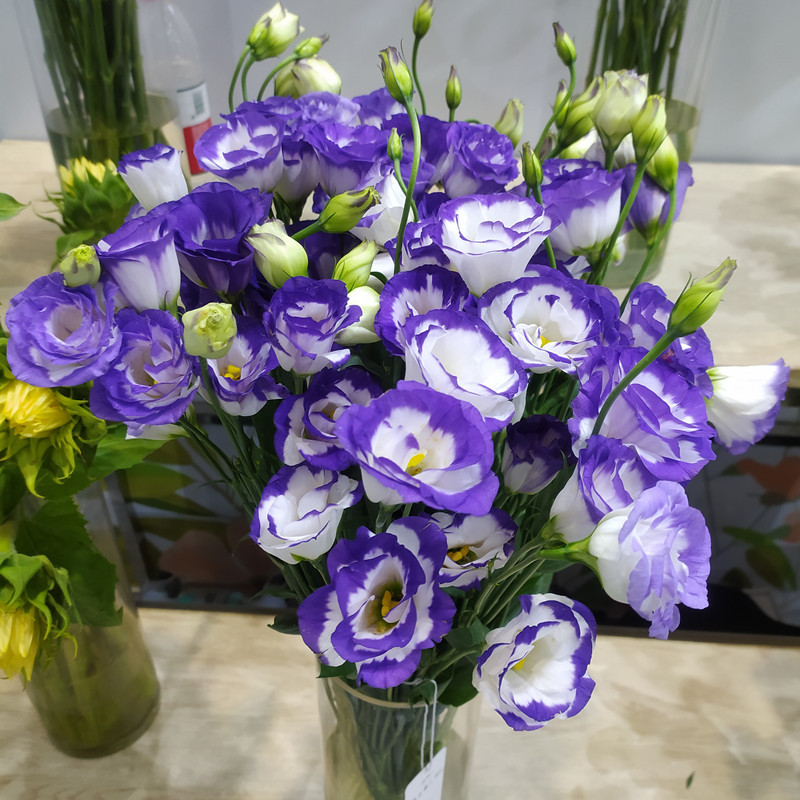 Eustoma bezkolcowa róża💐Lisanthus nasiona