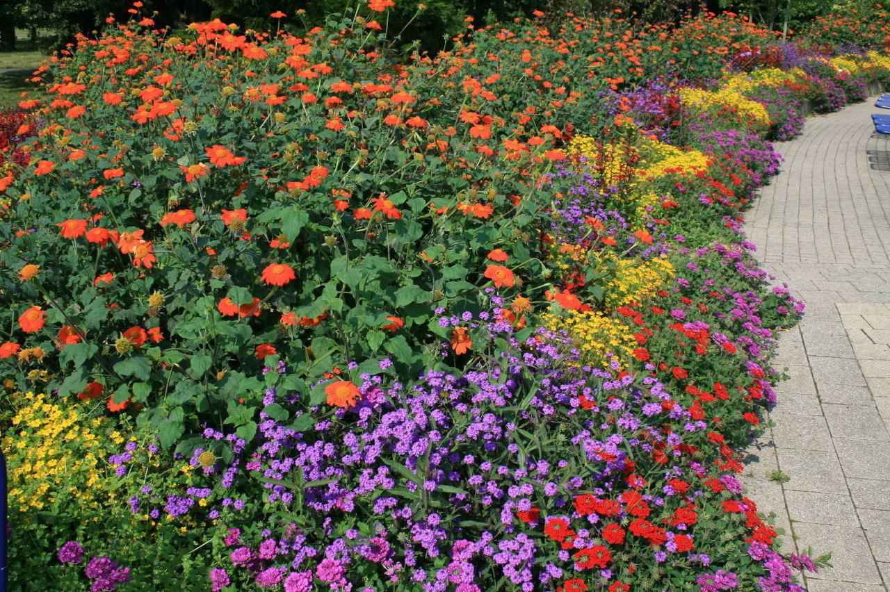 🔥Ostatni dzień wyprzedaży💝Mieszane nasiona kwiatów wieloletnich - ponad 60 rodzajów mieszanych