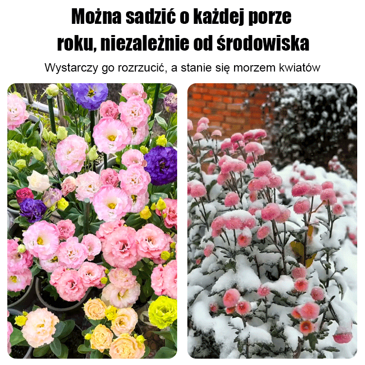 [Kwitnie nawet podczas mroźnej zimy] Nasiona lisianthus najwyższej jakości [Najniższe ceny w sieci] Limitowany czas na zakupy, 80% zniżki!!! Niespodzianka czeka na Ciebie!