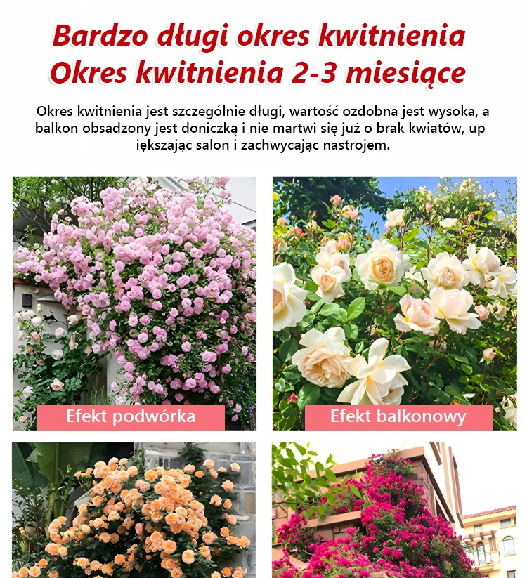 Całoroczne kwitnienie nasiona róż pnących Zanurz się w romantycznym morzu róż！  Gwarancja 100% satysfakcji