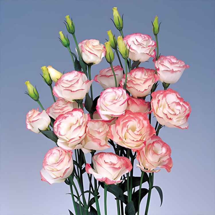 [Kwitnie nawet podczas mroźnej zimy] Nasiona lisianthus najwyższej jakości [Najniższe ceny w sieci] Limitowany czas na zakupy, 80% zniżki!!! Niespodzianka czeka na Ciebie!