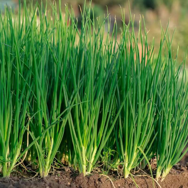 Kompletna kolekcja czterosezonowych nasion warzyw do siewu na balkonach i podwórkach, kolendry, sałaty, truskawek i papryki w pomieszczeniach i na zewnątrz nasiona warzyw