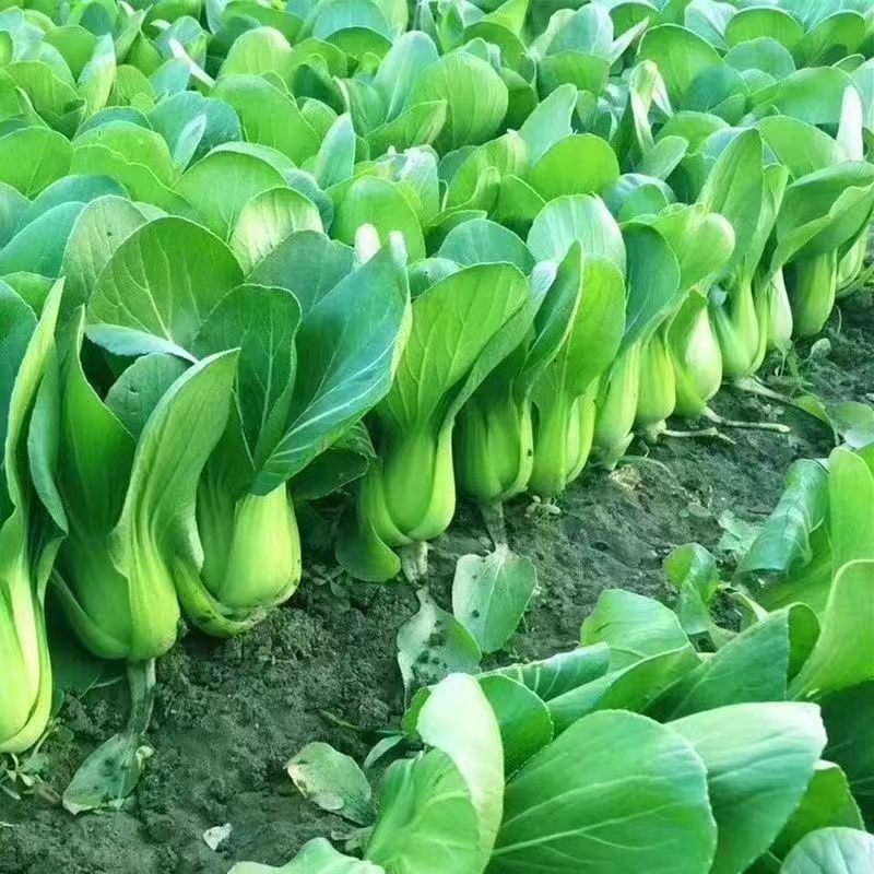 Kompletna kolekcja czterosezonowych nasion warzyw do siewu na balkonach i podwórkach, kolendry, sałaty, truskawek i papryki w pomieszczeniach i na zewnątrz nasiona warzyw