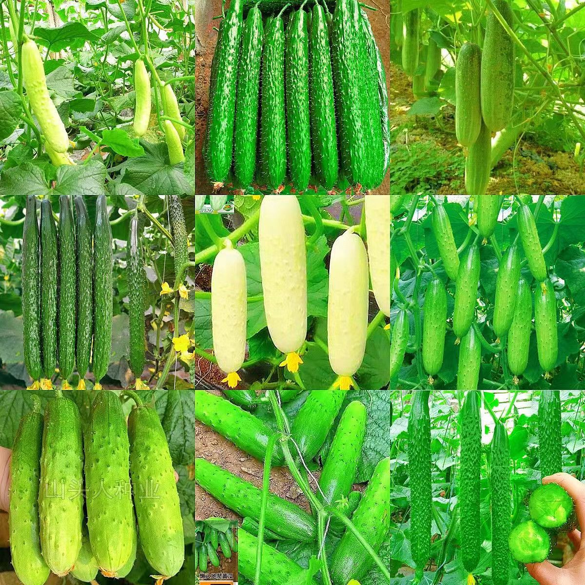 Kompletna kolekcja czterosezonowych nasion warzyw do siewu na balkonach i podwórkach, kolendry, sałaty, truskawek i papryki w pomieszczeniach i na zewnątrz nasiona warzyw