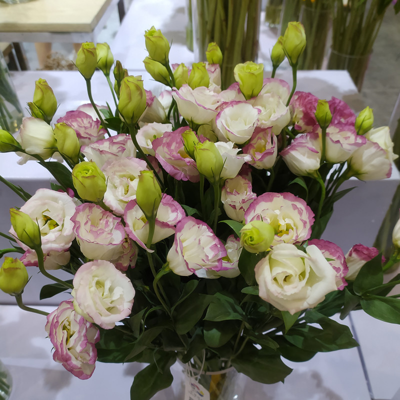 Eustoma bezkolcowa róża💐Lisanthus nasiona