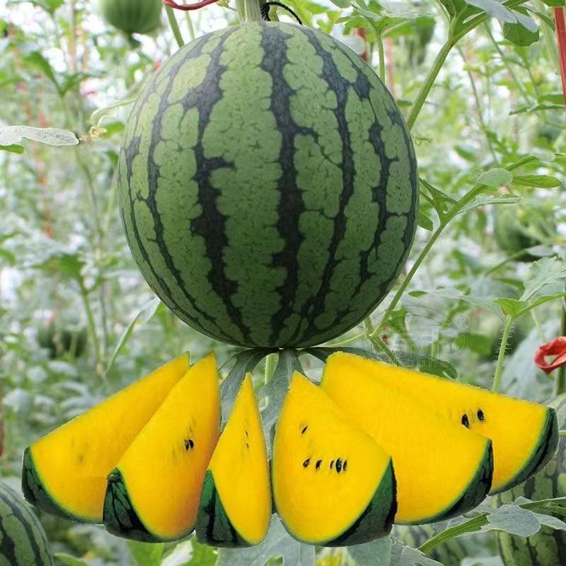 Kompletna kolekcja czterosezonowych nasion warzyw do siewu na balkonach i podwórkach, kolendry, sałaty, truskawek i papryki w pomieszczeniach i na zewnątrz nasiona warzyw