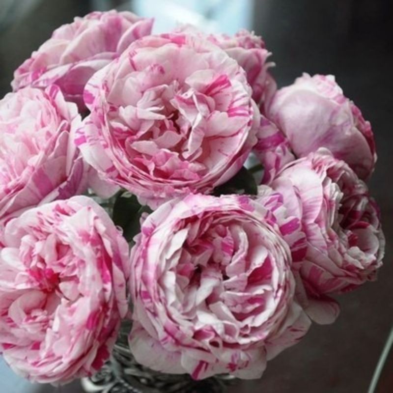 Całoroczne kwitnienie nasiona róż pnących Zanurz się w romantycznym morzu róż！  Gwarancja 100% satysfakcji