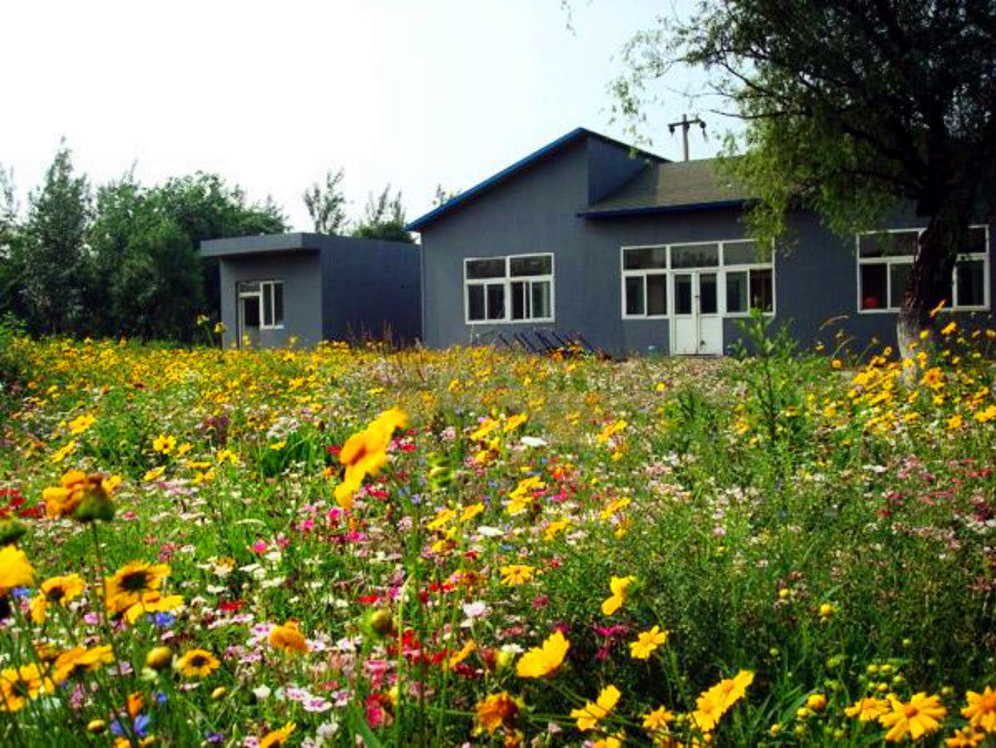 🔥Ostatni dzień wyprzedaży💝Mieszane nasiona kwiatów wieloletnich - ponad 60 rodzajów mieszanych