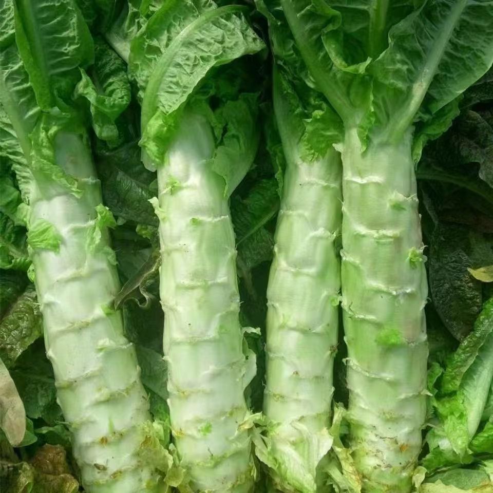 Kompletna kolekcja czterosezonowych nasion warzyw do siewu na balkonach i podwórkach, kolendry, sałaty, truskawek i papryki w pomieszczeniach i na zewnątrz nasiona warzyw