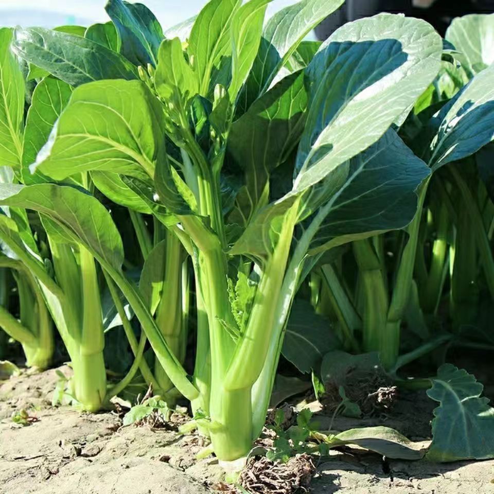 Kompletna kolekcja czterosezonowych nasion warzyw do siewu na balkonach i podwórkach, kolendry, sałaty, truskawek i papryki w pomieszczeniach i na zewnątrz nasiona warzyw