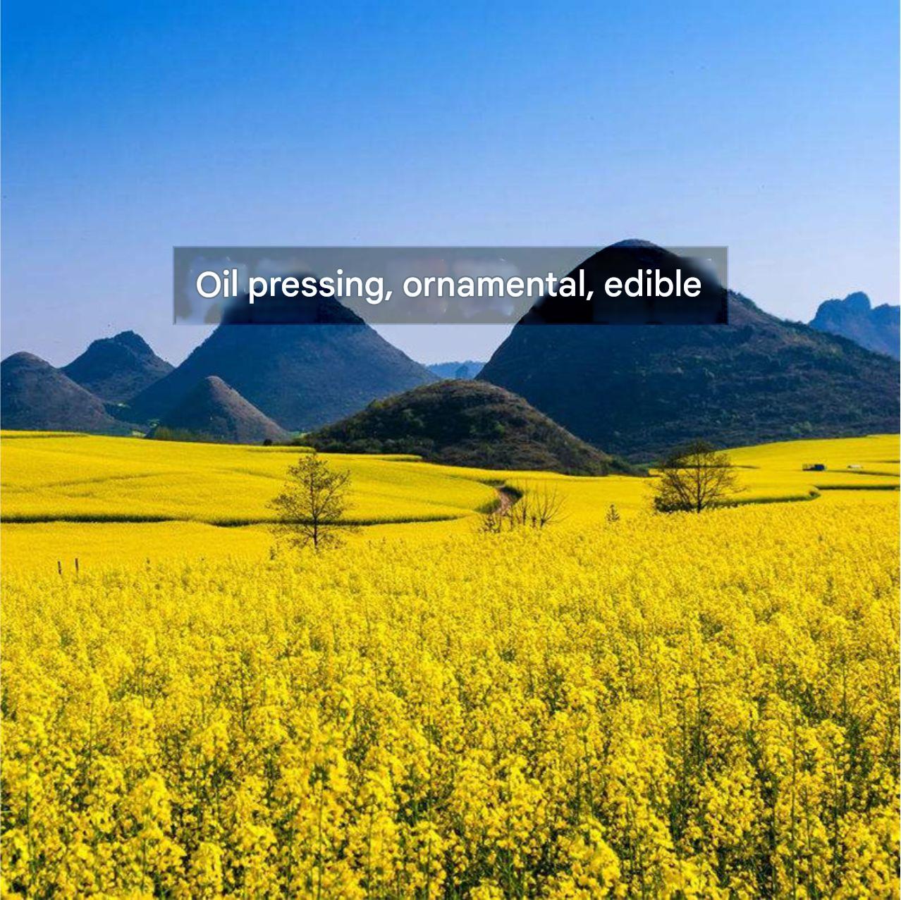 Rzepak ozdobny rzepak jesienny siew droga krajobraz kwiat morze odporny na zimno sadzenie przez cztery pory roku wysokowydajny olej tłoczenie nasion