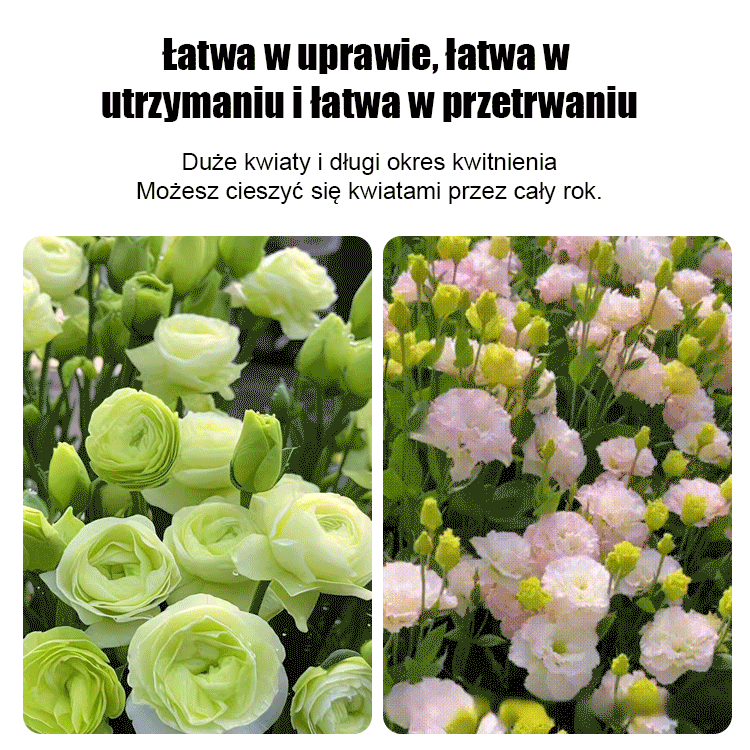 [Kwitnie nawet podczas mroźnej zimy] Nasiona lisianthus najwyższej jakości [Najniższe ceny w sieci] Limitowany czas na zakupy, 80% zniżki!!! Niespodzianka czeka na Ciebie!