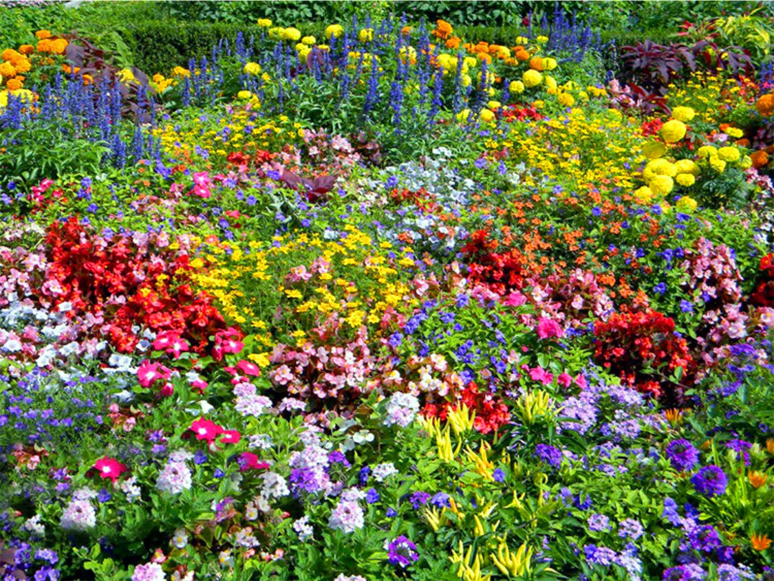 🔥Ostatni dzień wyprzedaży💝Mieszane nasiona kwiatów wieloletnich - ponad 60 rodzajów mieszanych