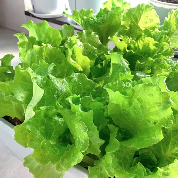 Sałata włoska🥬Nasiona