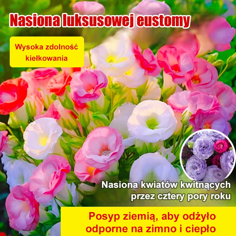 [Kwitnie nawet podczas mroźnej zimy] Nasiona lisianthus najwyższej jakości [Najniższe ceny w sieci] Limitowany czas na zakupy, 80% zniżki!!! Niespodzianka czeka na Ciebie!