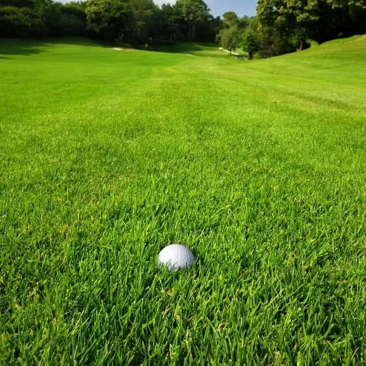 🔥🌱 Nasiona trawy karłowej zimozielonej na cztery pory roku🌾 | Stwórz swój idealny trawnik tutaj🌼