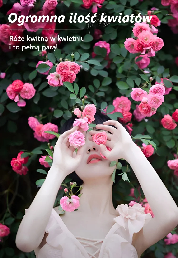 Całoroczne kwitnienie nasiona róż pnących Zanurz się w romantycznym morzu róż！  Gwarancja 100% satysfakcji