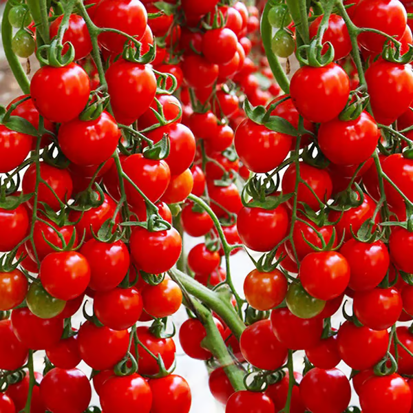 🎉Oferta por tempo limitado 🍅Sementes de tomate em cascata (alto rendimento)
