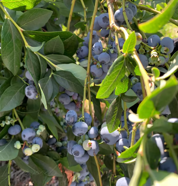 Sementes de Mirtilo Gigante🫐Frutas (ALTO RENDIMENTO)