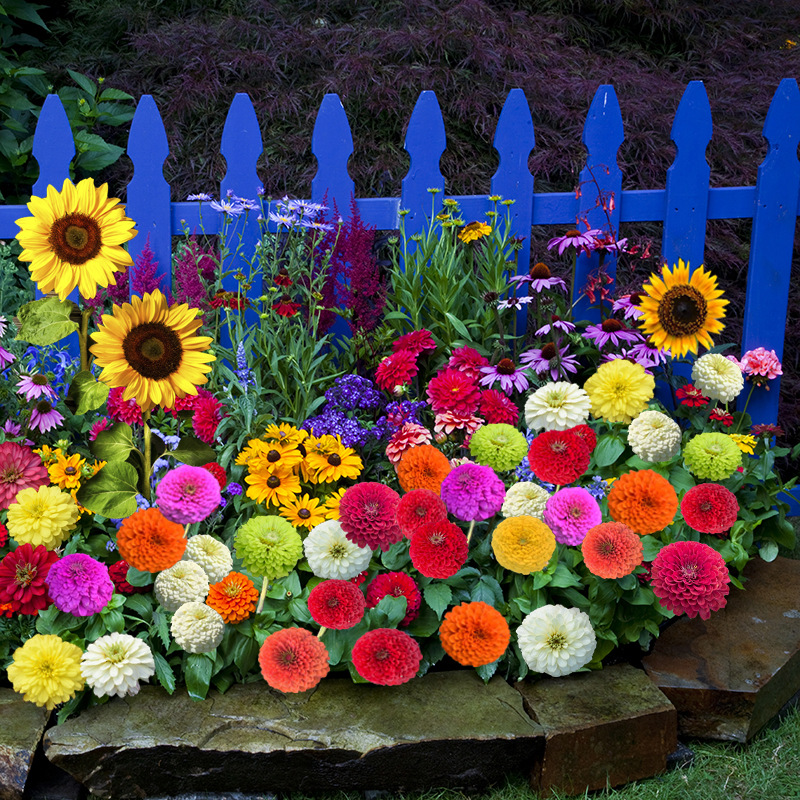 Venda quente 🎉 Sementes de flores silvestres perenes mistas (mais de 60 tipos mistos)