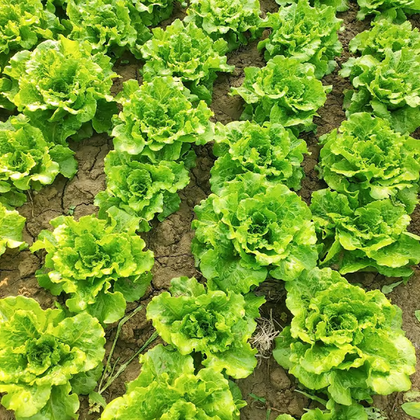 Alface Italiana🥬Sementes